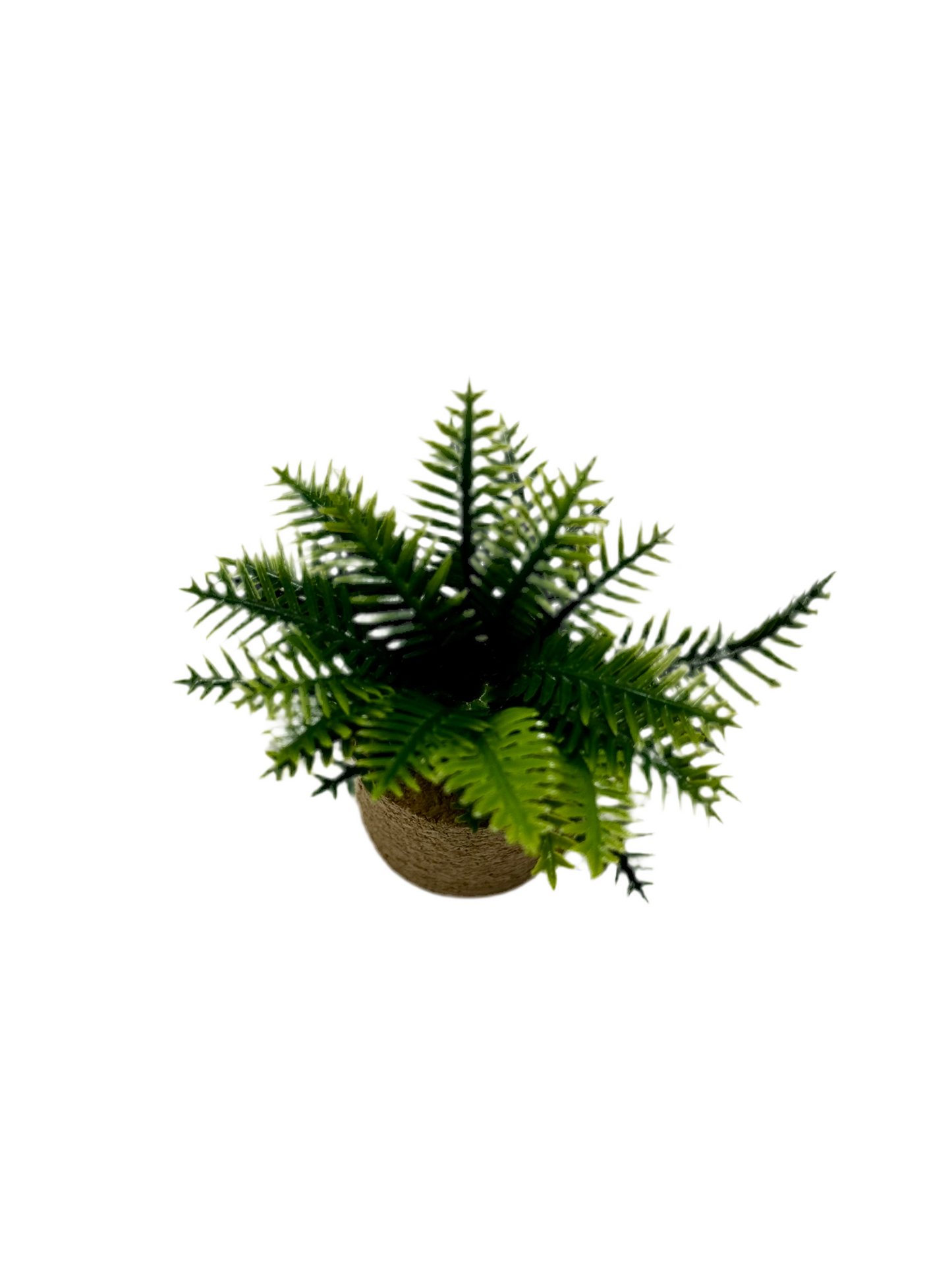 Palm-Pflanze im Korktopf