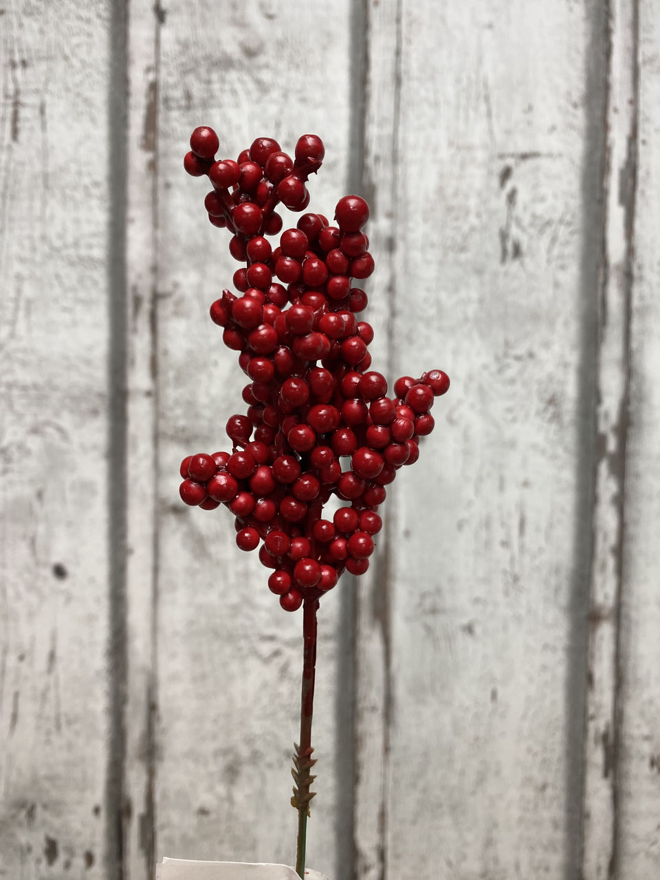 Beerenzweig rot