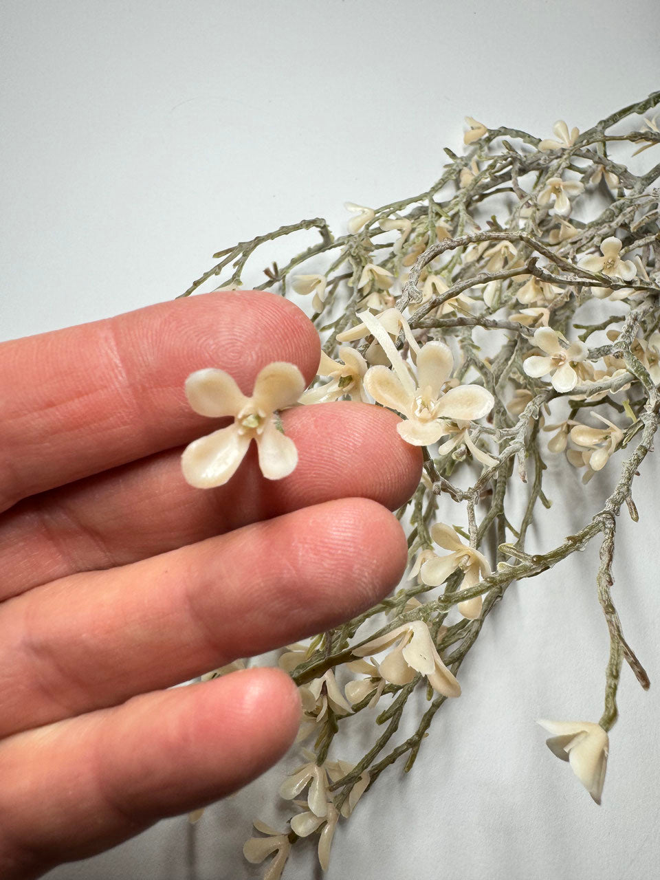 Blütenzweig gekälkt verschiedene