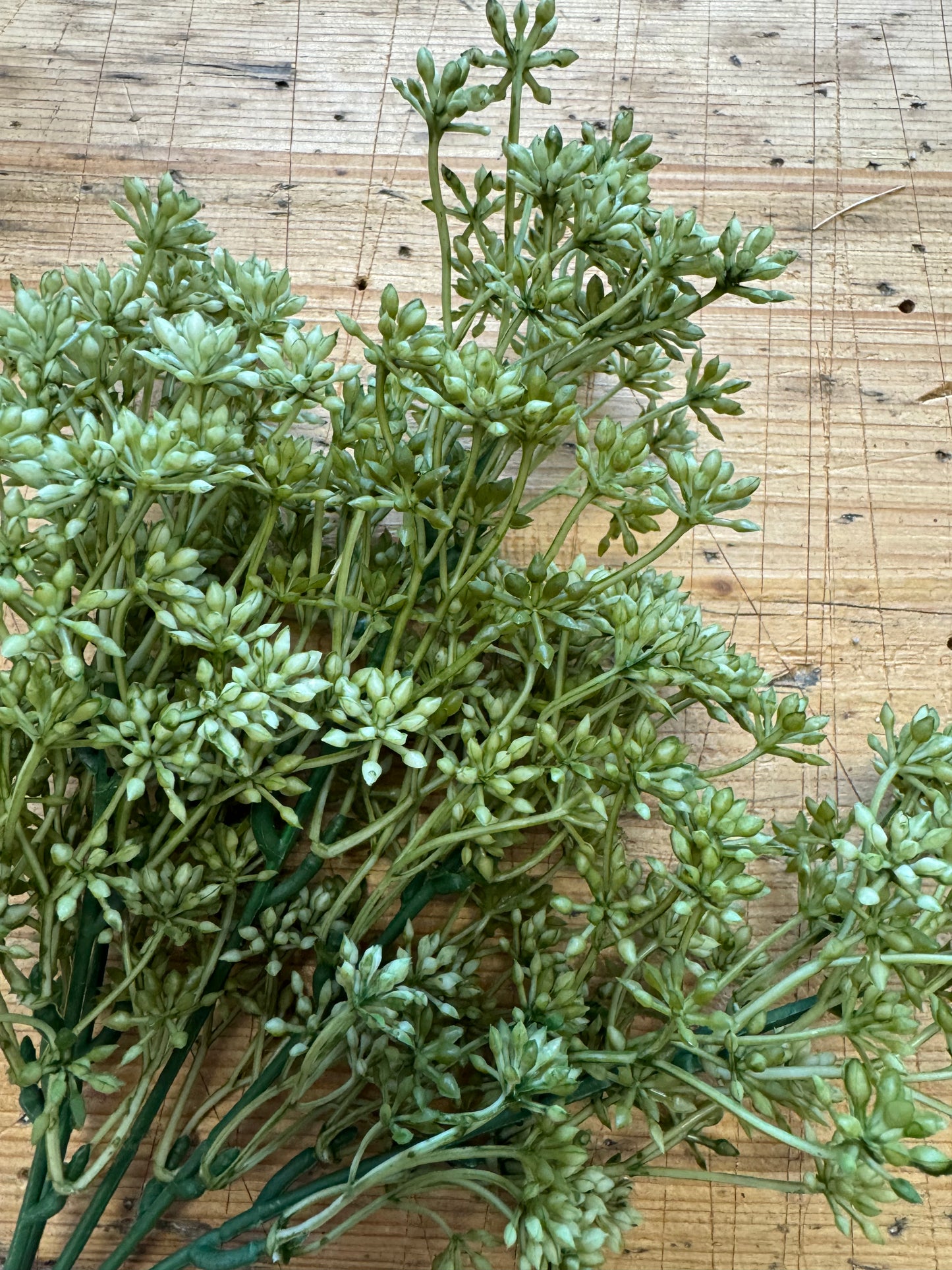Sedum Busch