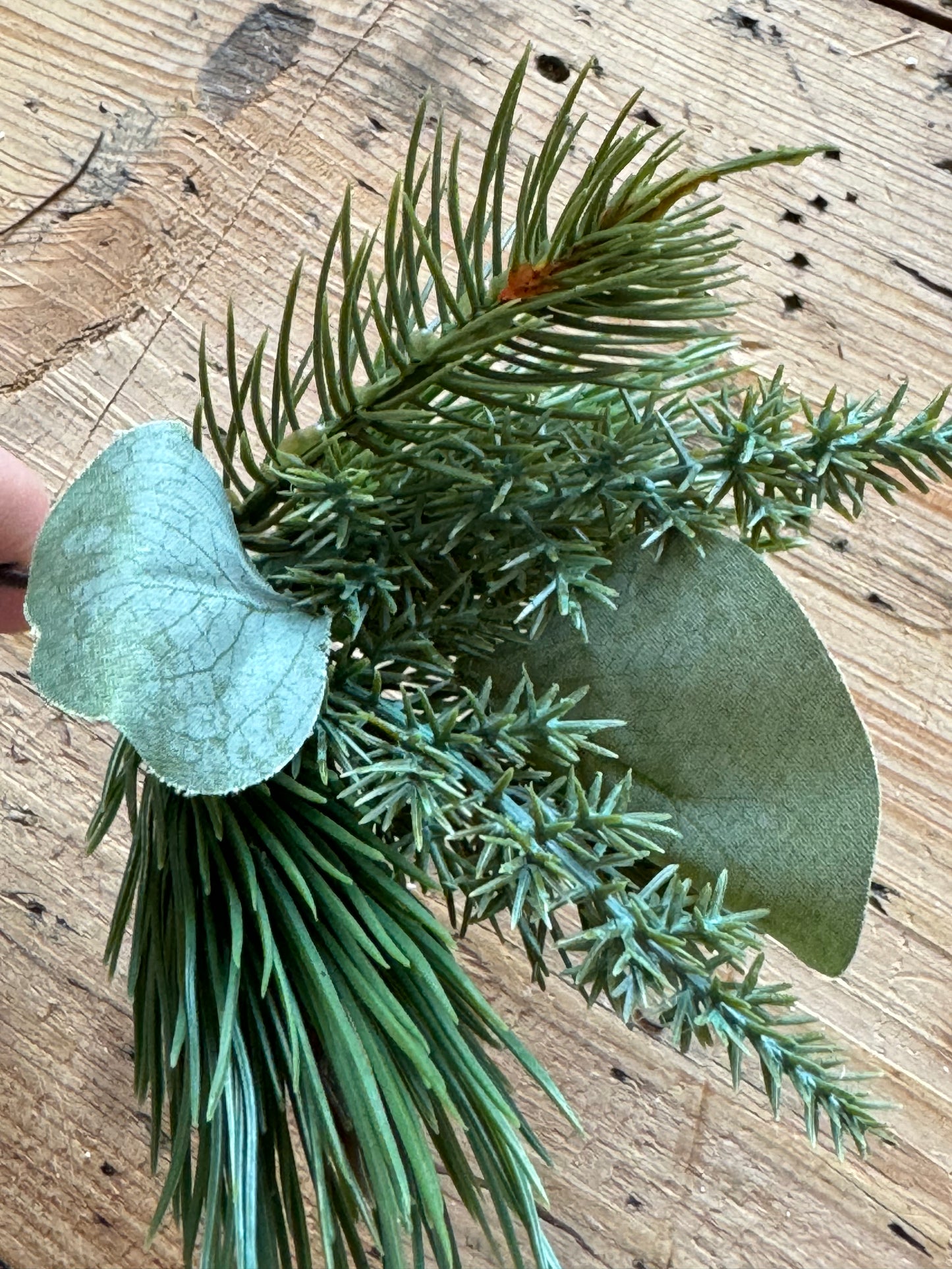 Tannenzweig winterliches Grün