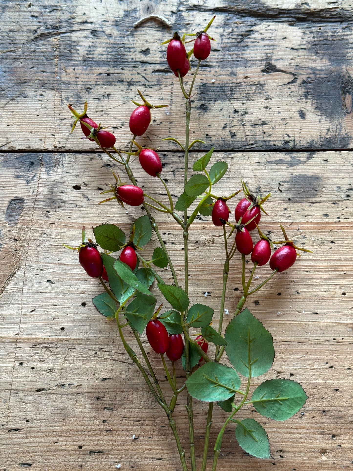 Hagebuttenzweig groß