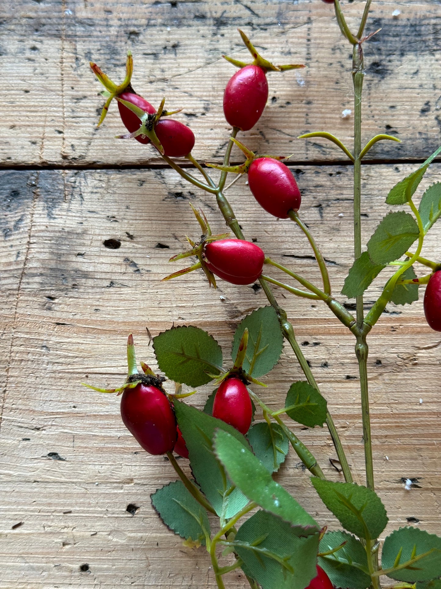 Hagebuttenzweig groß