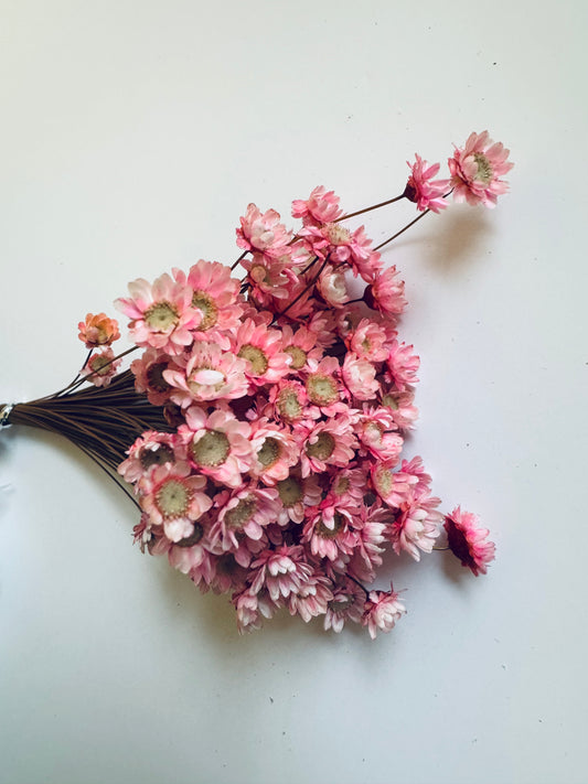 Trockenblumen Glixia, natur