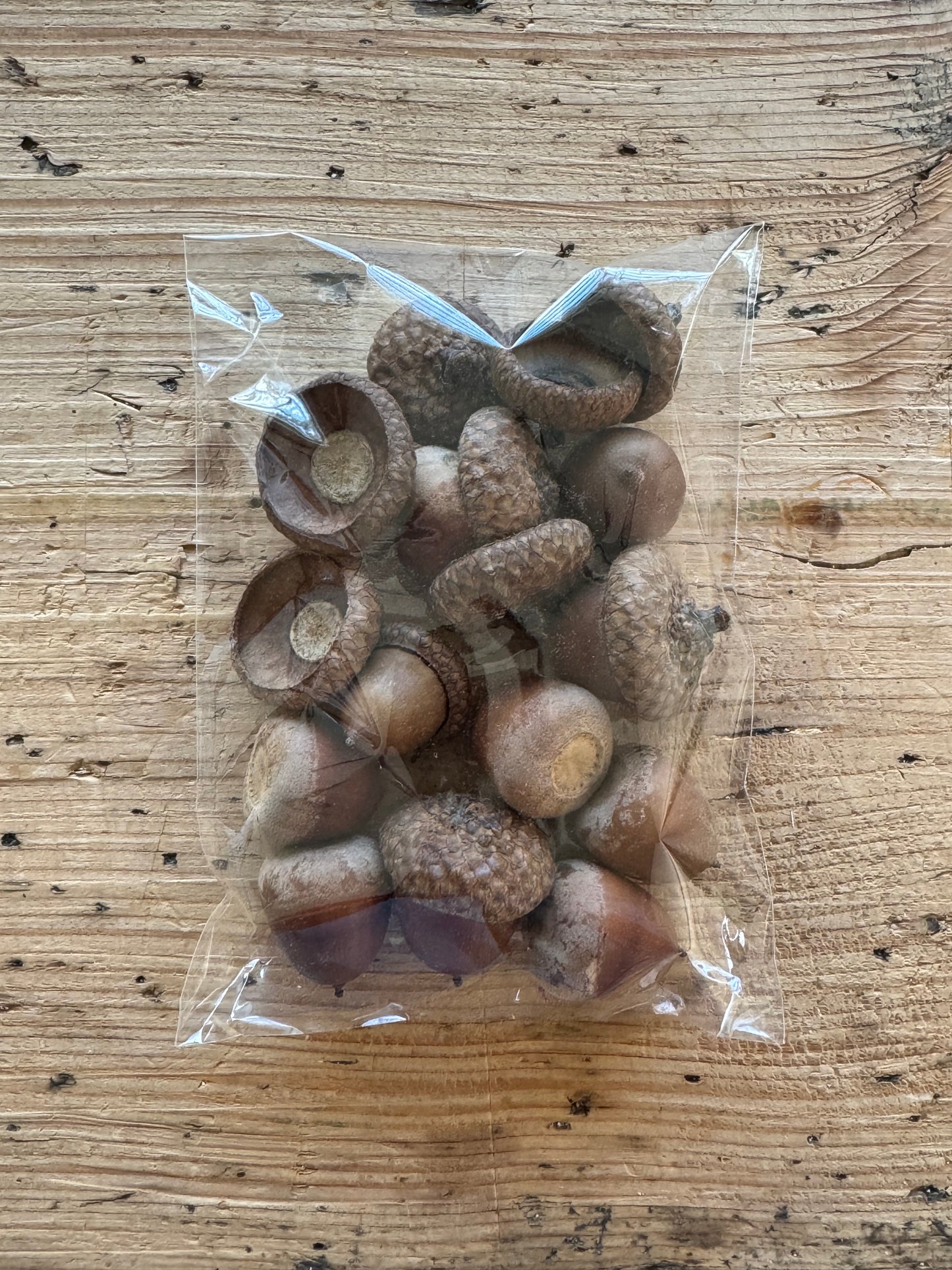 Eicheln Natur