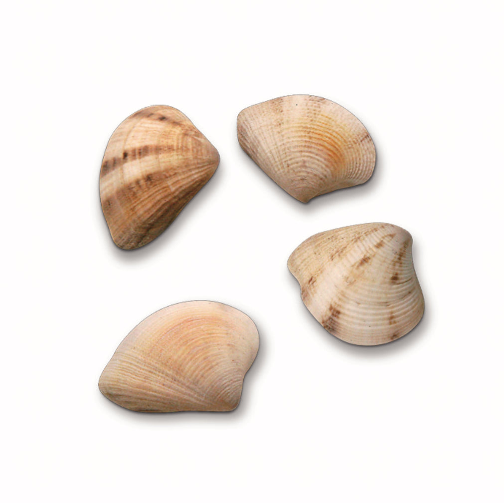 Muscheln