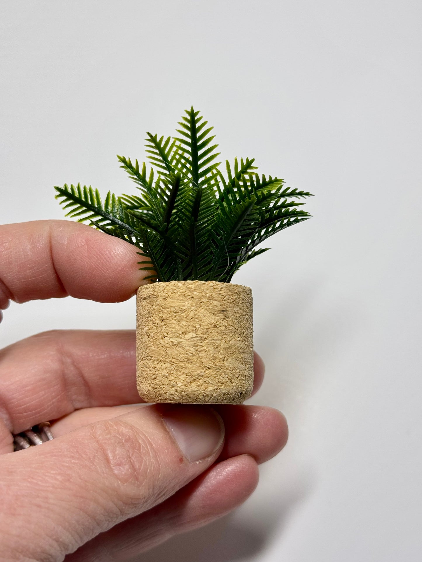 Palm-Pflanze im Korktopf