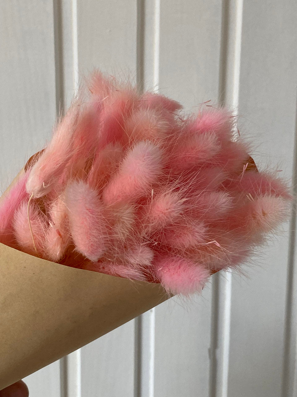 Lagurus pink getrocknet