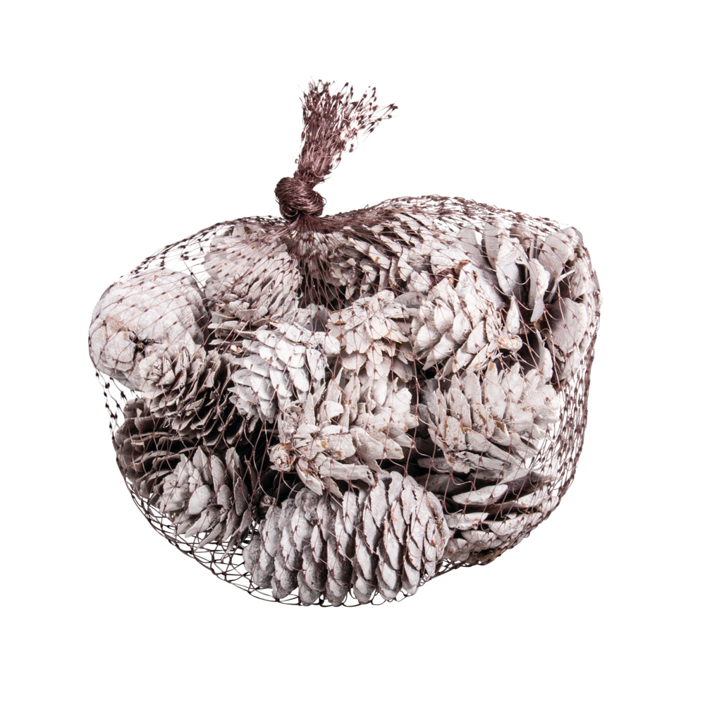 Kiefern, Tannen, Lärchenzapfen