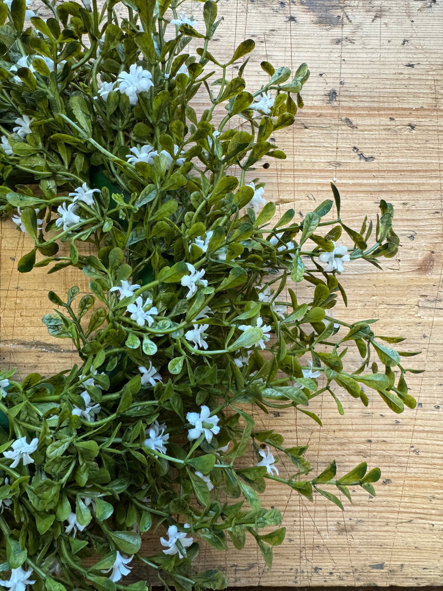 Kranz-Buchsbaum mit weißen Blüten