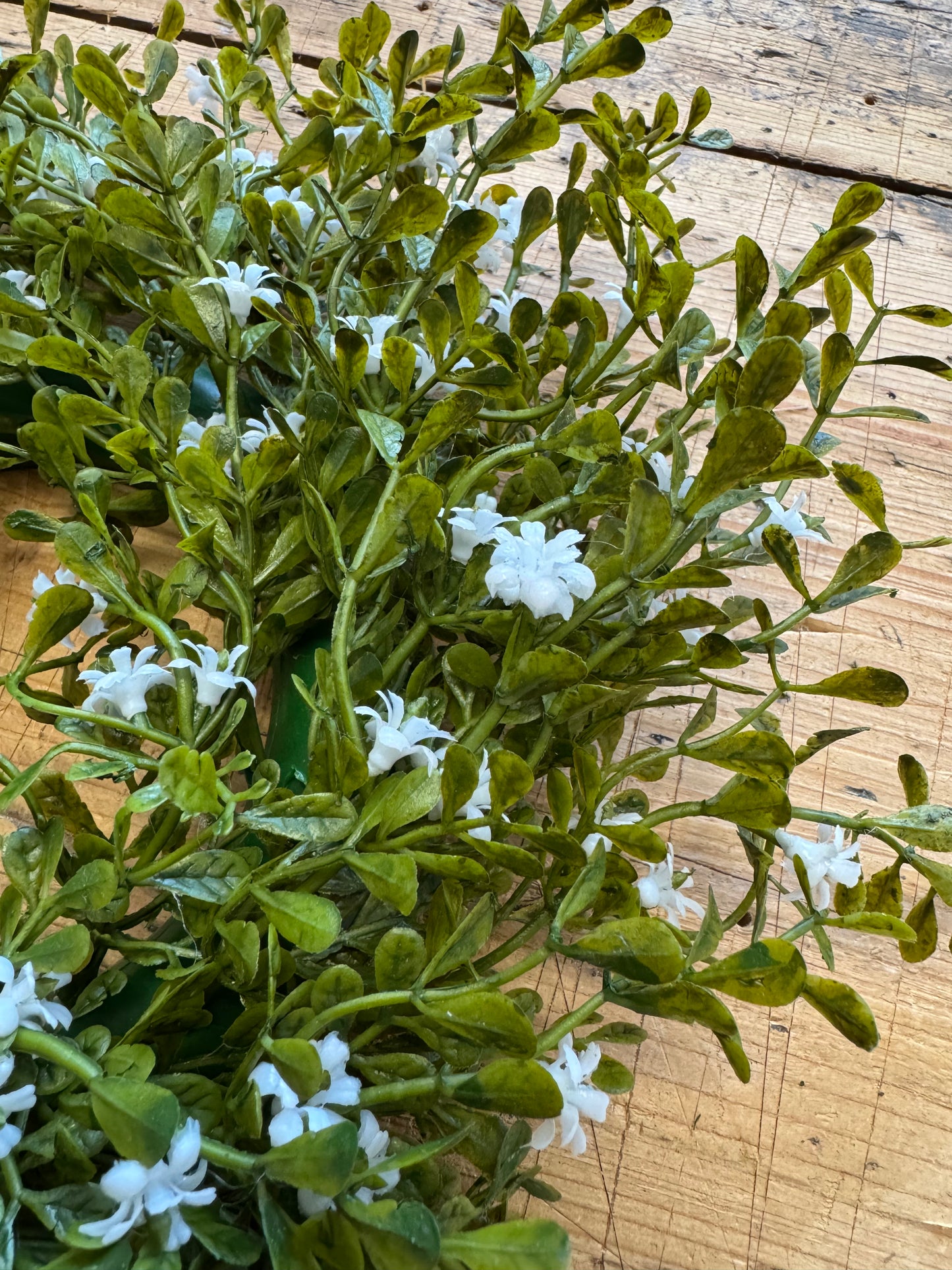 Kranz-Buchsbaum mit weißen Blüten
