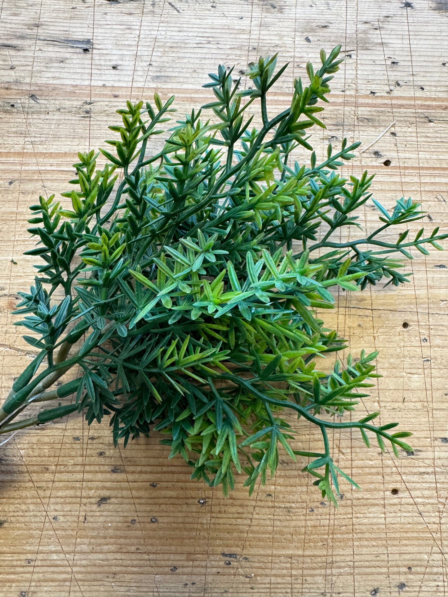 Thymian Zweig