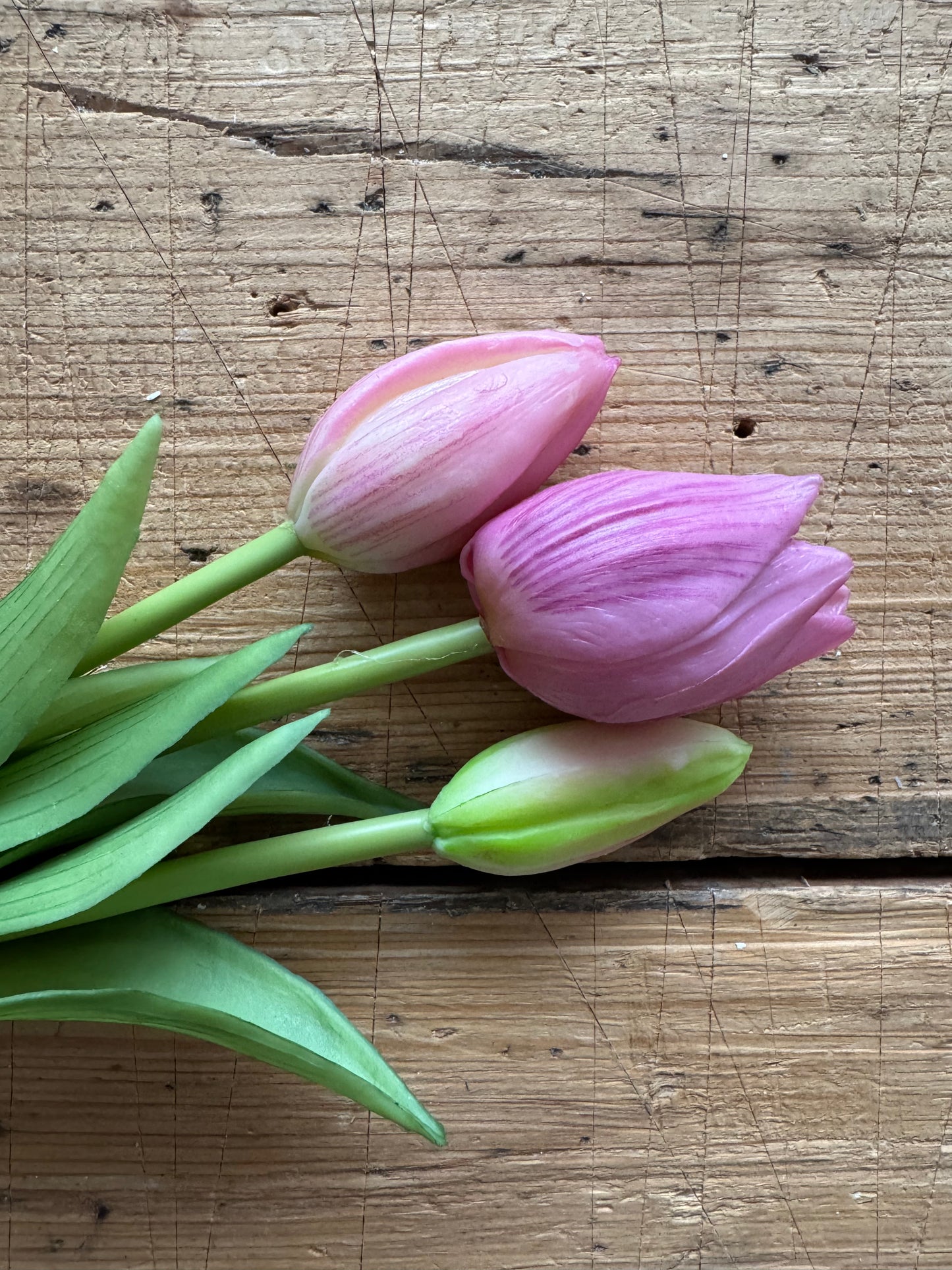 Tulpen Bund rosa Blüten