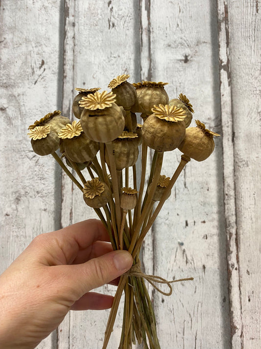 Mohnkapseln ca. 20 Stück im Bund