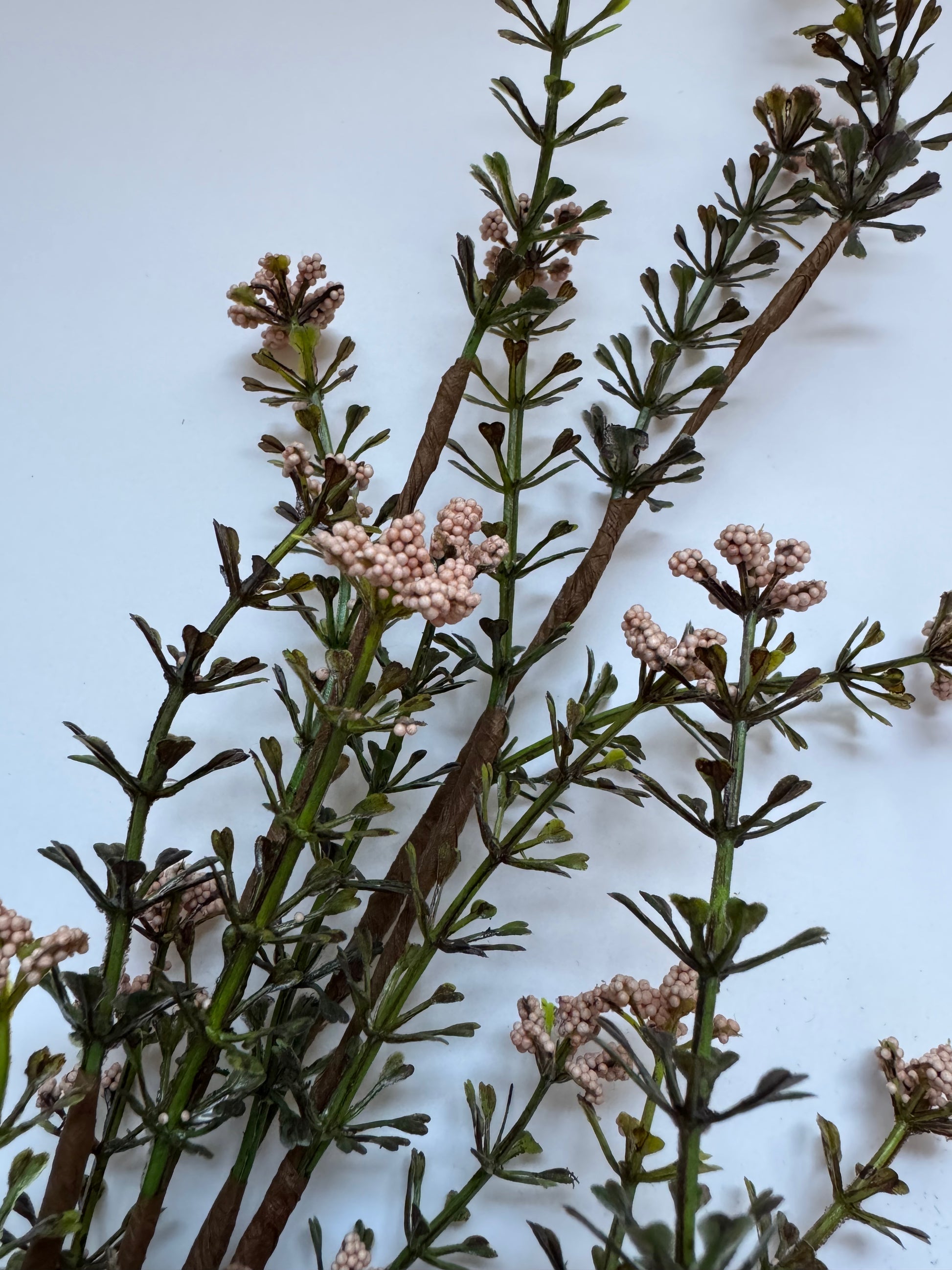 Rosa Beerenzweig zur Dekoration
